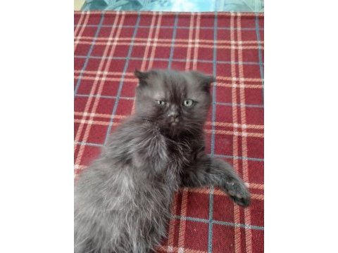 Scottish fold yavrumuz