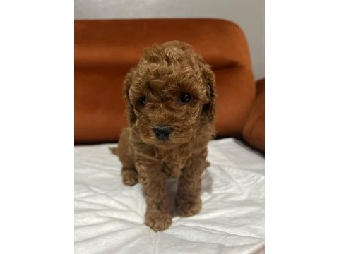 Yasal köpek çiftliğinden toy poodle yavrularımız
