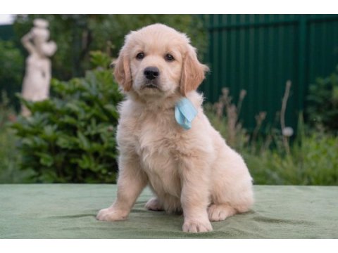 Bebek yüzlü golden retriever yavrularım