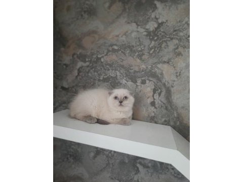 2 aylık british shorthair ve scottish fold dişi yavrular