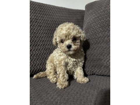 Apricot renk teacup poodle yavrular