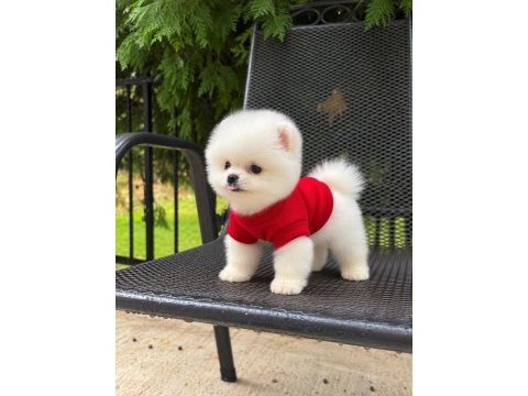 Taecup 2 adet dişi pomeranian