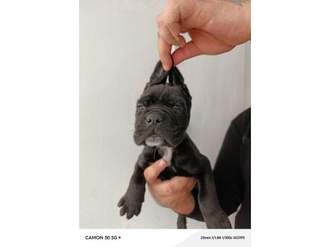 Cane corso yavrularımız ırk garantilidir
