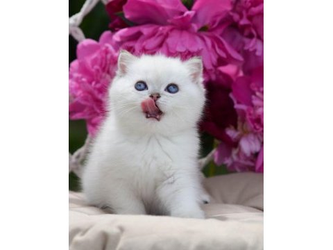 Kar beyaz silver british shorthair ns1133