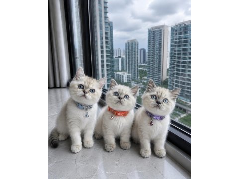 British shorthair blue point silver point