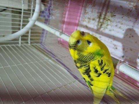 Muhabbet kuşu sahiplendirme