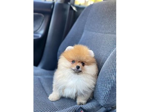 Pomeranian boo yavrular