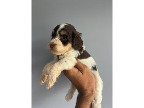 Terrier bebişlerimiz