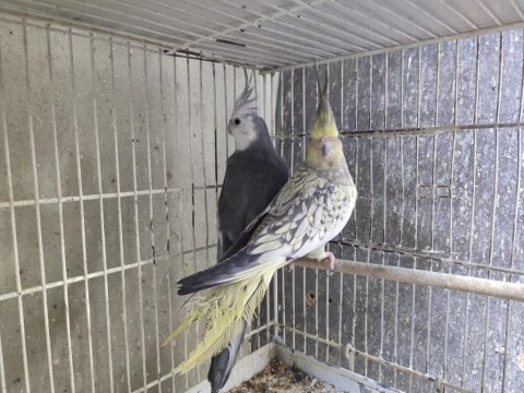 Uygun yollu sultan papağanı takımları veriyorum