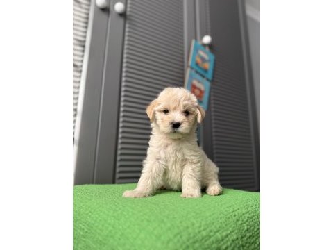İpek gibi maltipoo