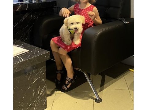 Maltipoo yavru