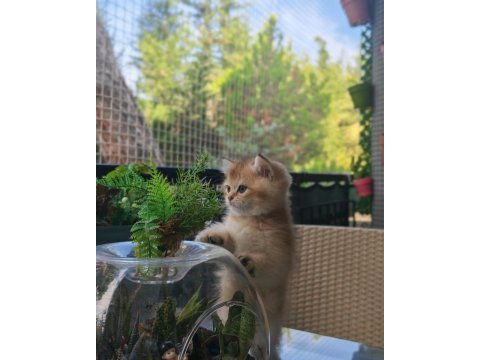 Ankaranın en seçkin golden british shorthair yavruları