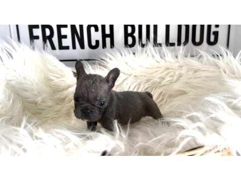 Blue french bulldog yavrum