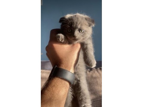 12 eylül doğumlu scottish fold yavrular
