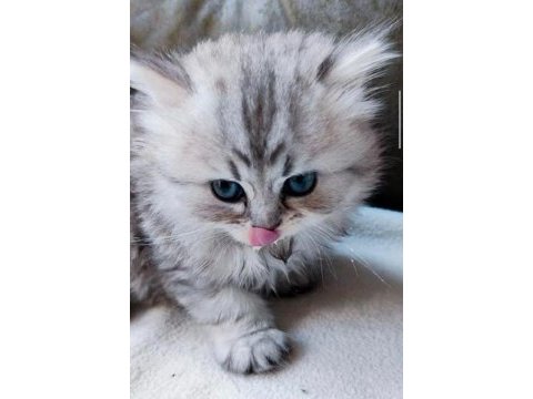 British longhair kedimiz