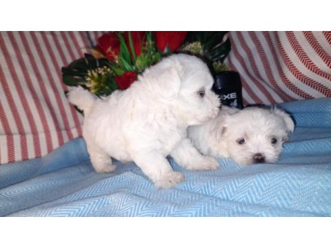 Kore kan maltese bebekler