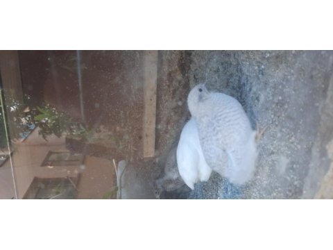 Çin bıldırcını kuluçkalık yumurta