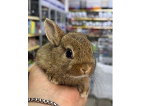 Cüce netherland dwarf tavşan