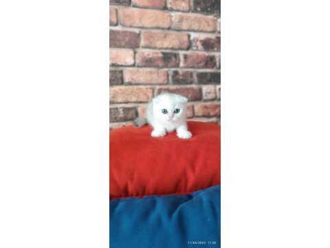 Scottish fold dişi yavru