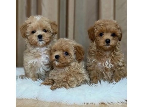 Bayram şekeri maltipoo bebekler