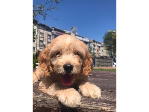 En microsu en özeli benim olsun isteyenlere poodle