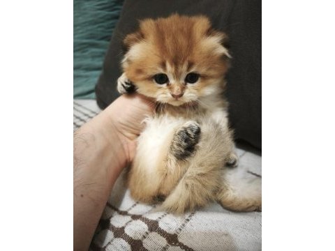 Mamaya düştüler safkan scottish fold yavrular