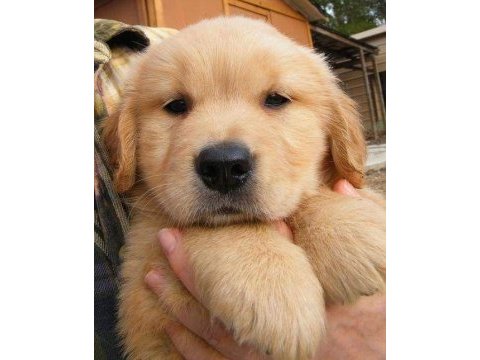 Golden retriever yavrular canlı görerek alabilirsiniz