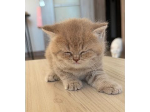 British shorthair yavru ay12 şecereli baba bursa