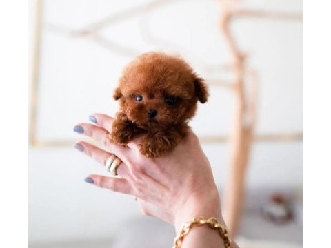 Süslü kızımızın mükemmel poodle yavrusu istanbulda
