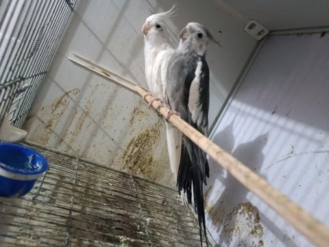 Kuşlar genç ve daha önce yavru alınmıştır
