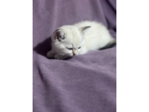60 günlük colorpoint british shorthair