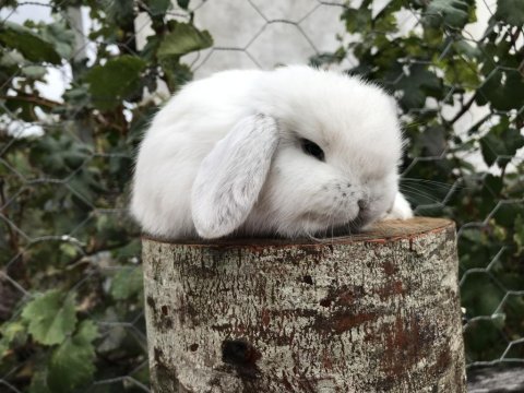 Mini lop tavşan bebeklerimiz