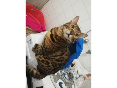 Scr belgeli safkan erkek bengal