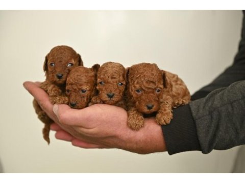 Toy poodle bebekleri