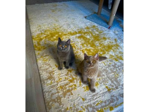 British shorthair cinsi yavrular