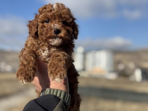 Petmode köpek çiftliğinden redbrown toy poodle
