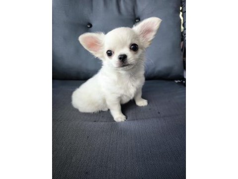 Belgeli beyaz uzun tüylü erkek chihuahua yavrusu