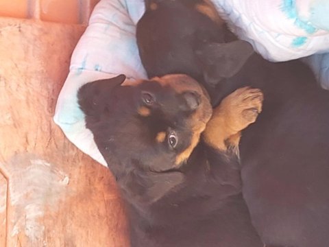 Irk garantili rottweiler bebekler