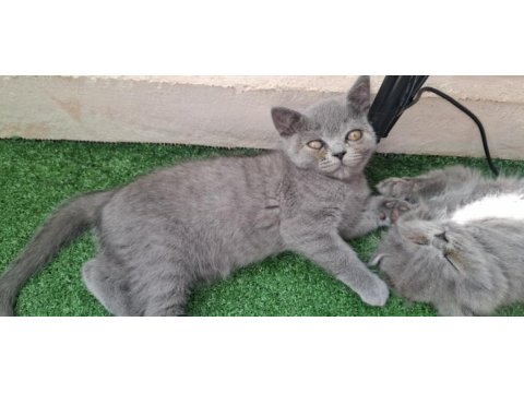 2 aylık yavru scottish fold