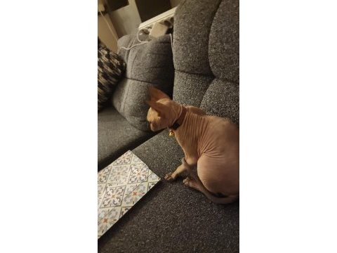 Sphynx sfenks kedimiz yavru