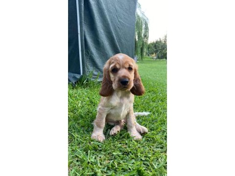 Safkan cocker köpekler