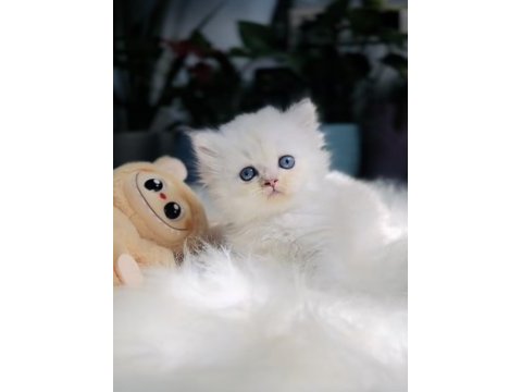 Muhteşem kaliteli scottish longhair bebeklerim