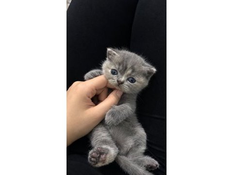 2 aylık dişi british shorthair yavru