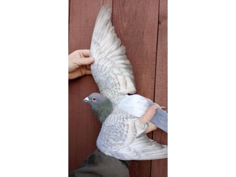Polonya gönderim 1. sınıf güvercinler