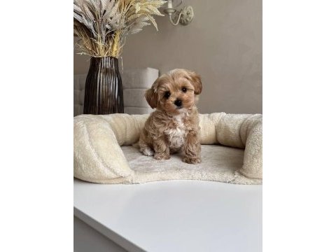 Maltipoo yavrularımız sıfır boy