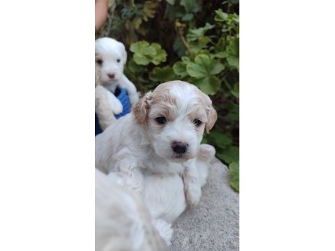 Muhteşem güzellikte maltipoo yavrularımız