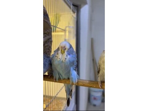 Kaliteli show jumbo muhabbet kuşu yavrular