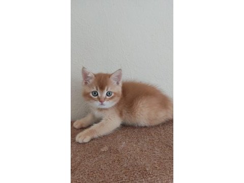 British shorthair choholate golden erkek yavrumuz