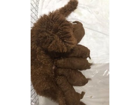Garantili kore kan poodle yavrular