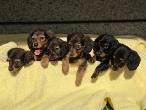 Dachshund köpeğimiz